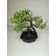 Mini bonsai dekoráció műnövény fekete talppal