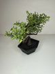 Mini bonsai dekoráció műnövény fekete talppal