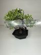 Mini bonsai dekoráció műnövény fekete talppal
