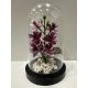 Orchidea Elegancia búra alatt