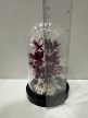 Orchidea Elegancia búra alatt