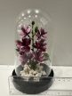 Orchidea Elegancia búra alatt